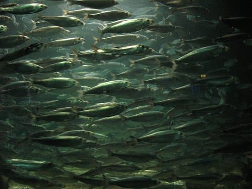 How to Catch Herring - HubPages
