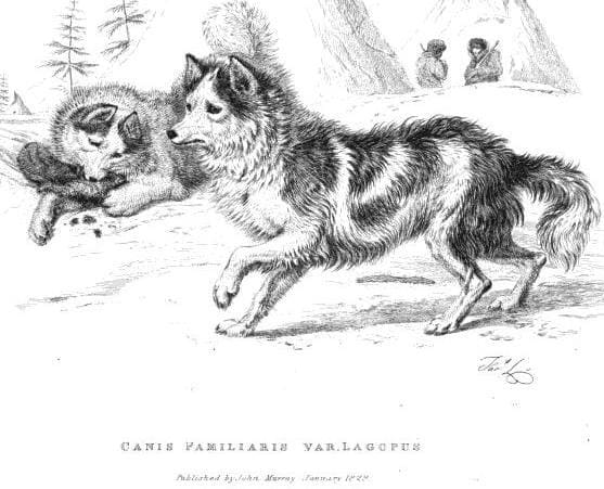 hare-indiand-dog-an-extinct-breed