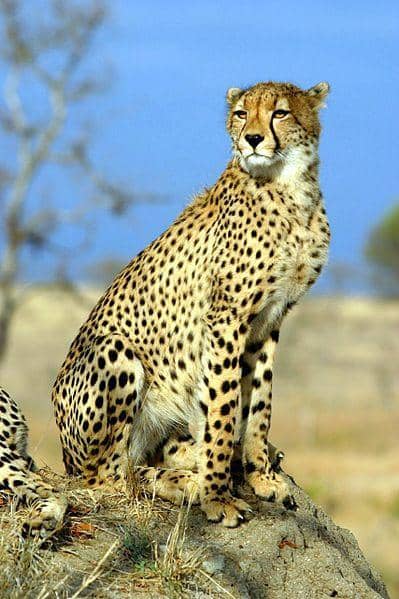A cheetah is most beautiful. The fastest animal on land with speeds reaching 120 kilometers per hour. This cat can challenge the speeds of your old car. Image credit: James Temple - Wikimedia Commons.