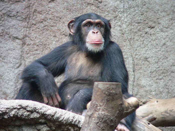 Worlds Most Beautiful Animal is Chimpanzee, like it or not. This guy is capable of planning what he will do tomorrow. Image Credit: Thomas Lersch, Wikimedia Commons