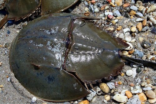 Eating Horseshoe Crab - HubPages