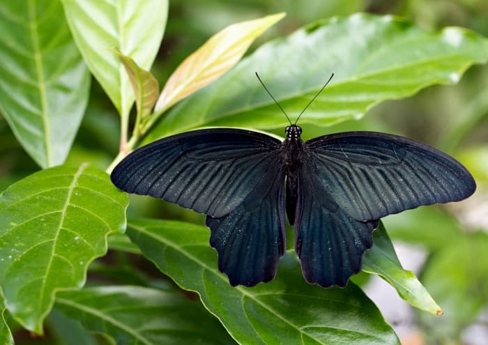 Rare Animals: Top 10 Rarest Butterflies in the World - HubPages