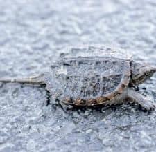 The Florida Snapping Turtle. Beware! Once they grab your finger, they will not let go.
