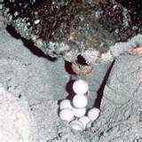 The Loggerhead has started to lay her eggs. These eggs are protected, so please don't touch them.