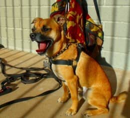 Chuggers a few days later looking very bored with the harness, long leashes, keyring clip and back-pack used on Massai Point.
