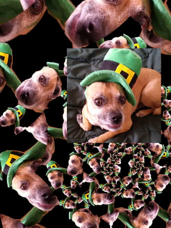 Happy St. Patty's Day Dog in a Hat. Continuous Droste effect on GIMP (2x) with original layered. Chuggers is a cute little dog.