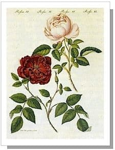 Antique Heirloom and Old Garden Roses: Categories & Characteristics ...