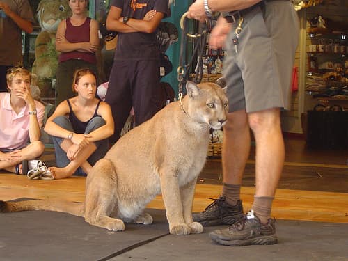 This mountain lion photo has got to be one of the all-time top contenders in the category of "Don't try this at home."
