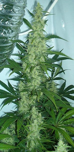 If you see a maijuana plant while hiking cross-country in California, turn around immediately, and go back the way you came.