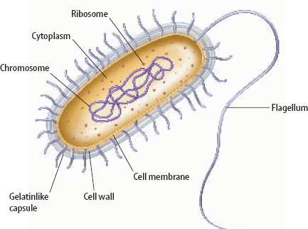 The Mechanism Behind Bacterial/Prokaryotic Motility - HubPages