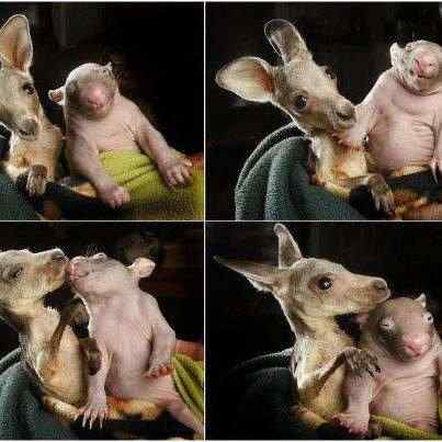 Orphaned kangaroo and wombat love each other. Read the story.