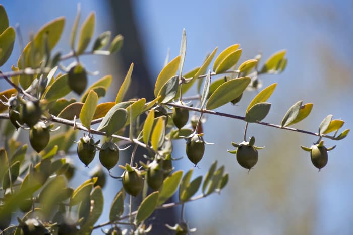 the oil or waxy liquid is extracted from the jojoba nut and is rich in skin loving antioxidants. Jojoba oil is the one oil that is most similar to the natural sebum of the skin.