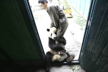 A panda from Wolong Reserve habitat, who has grown close to her caretaker while looked after in other centres while the destroyed panda habitat was rebuilt.