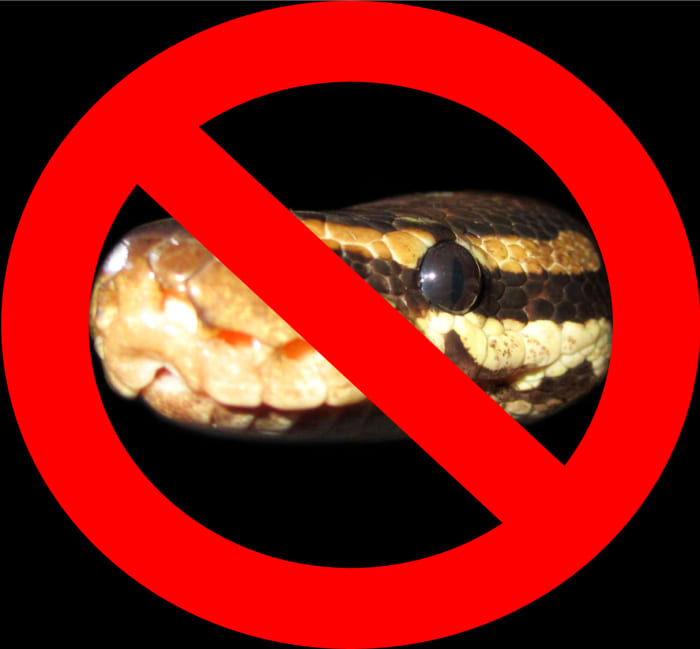 Should we struggle to pass legislation to outlaw the ownership of pythons as punishment for the misdeeds of a few irresponsible people? Should accidents such as this take priority over the thousands of python owners whose pets would never harm a fly?