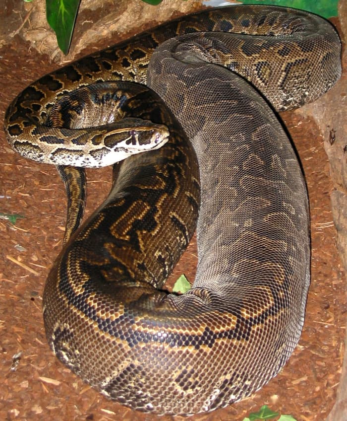 A large female African Rock Python, getting ready to shed by the looks of the "clear" layer of skin through the middle portion of her body.
