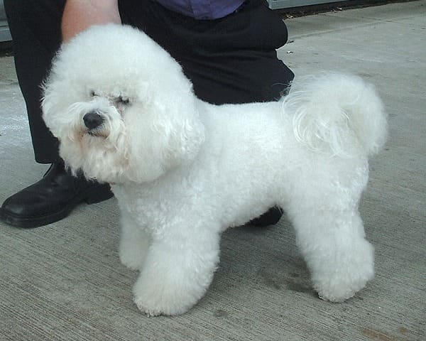 Small, light colored dog breeds such as Bichon Frise and Poodles tend to have problems with tear stains