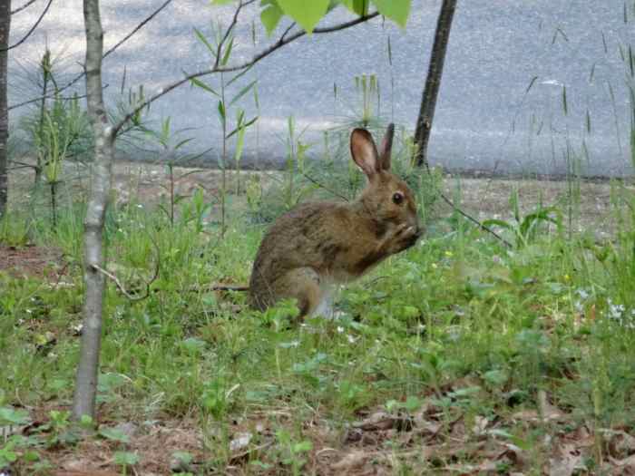 Keeping Groundhogs And Rabbits Out Of Your Garden HubPages