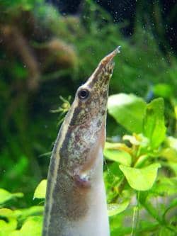 Purchase quality fish supplies, tropical fish and freshwater clams online, at local pet stores or through fish keeping websites.