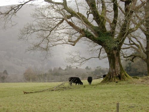 St. Patrick's story took place in the fields and hills of Ireland where he was a shepherd for six years.