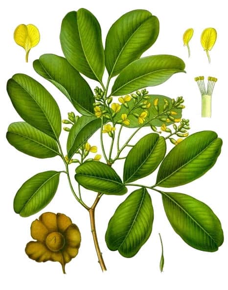 Pterocarpus marsupium or Indian Kino, Malabar Kino, Pitasara, Venga (Public domain image from Wikipedia)