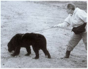 Puppies are the easiest to train. Here Nalu pulls strongly away at the start on just her third day of training.