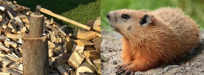 Woodchuck Looking at the Woodpile
