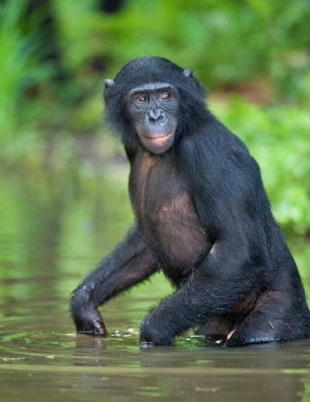 A Bonobo ape wading the the water. The Aquatic Ape Theory shows that it was wading that taught humans to walk upright.