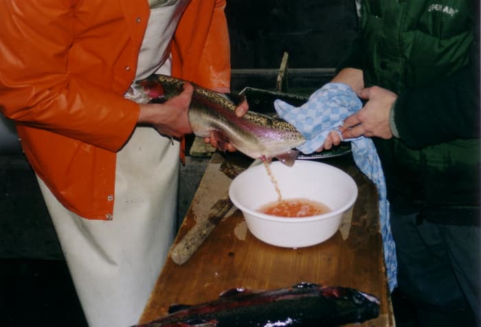 Expelling fish eggs to breed fingerlings - At a fish farm.