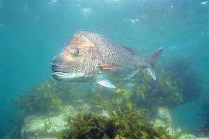 Many large residents frequent offshore reefs. If you are lucky enough to hook one of these guys; he'll weigh in at around 30lbs.