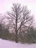 Winter, often cold and icy, graces the bumps of our world with its blankets of white sparkling crystal. It's cold hands beckon to the gradual greening of springtime, even as it coats many days with grey.