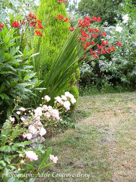 A section of the border around the circular lawn, with the crimson blooms of crocosmia lucifer in full glory. The furious heat of the 2008 summer badly scorched the grass.