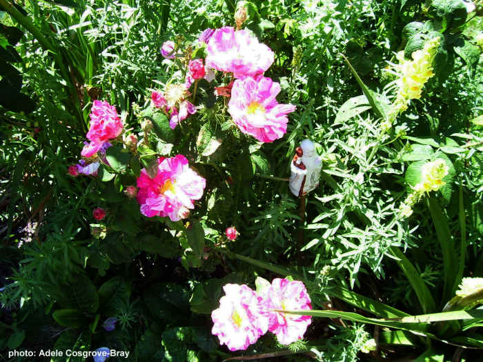 Rosa Gallica, or the Apothecary’s Rose, also once known as Rosa Mundi - one of my all time favourites. This photo shows the Versicolour variety, whose petals are splashed with white and pink, and which offers a heady fragance.