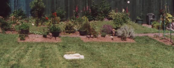 Looking across one lawn to the central path and beyond. The white bird-bath also attracts hedgehogs and foxes. On the far right are the wooden brush poles used to create a trellis for raspberries.