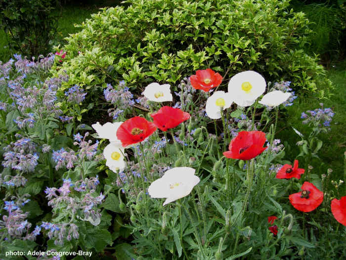Poppies grow readily in poor soil. Scatter the seeds in autumn and spring for colourful drifts of flowers which will self-seed for years to come. Here they grow with borage, another self-seeding plant which will attract bees and butterflies.