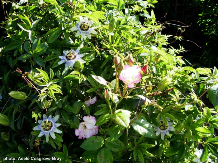 Roses don't have to be planted in boring rows with inches of bald soil around them. Let them ramble with several climbers for a prolonged season interest. These roses grow with jasmine, clematis and passion flowers.