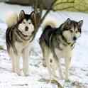 An Alaskan Malamute's bones are not fully developed until at least 18 years of age so please do not have your Mal attempt to pull anything of weight until then. Of course your child, a plastic sled, a harness and some snow are just fine.
