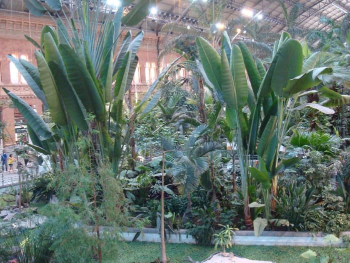 Close-up of the vegetation. The prominent arms of the banana tree welcome the visitors. See more on this wonderful tree below.