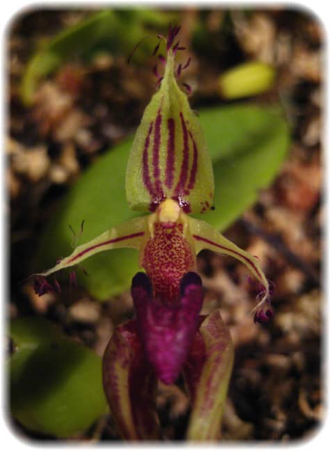 Alien Orchids - HubPages