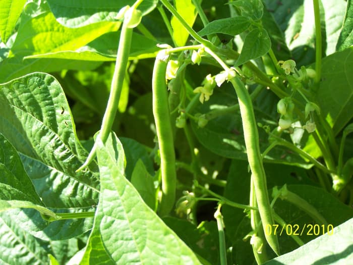 More beans ready for harvest. Notice the little white balls to the right, this is more blooms for later beans.