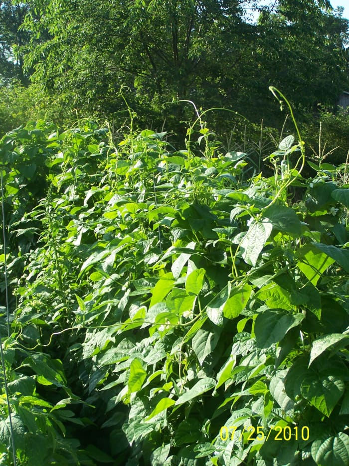 This is a climbing style bean known as a Missouri Wonder. I tired a new way of "training" the beans, using upside down unused tomato cages for support. They did very well, growing to six foot tall.