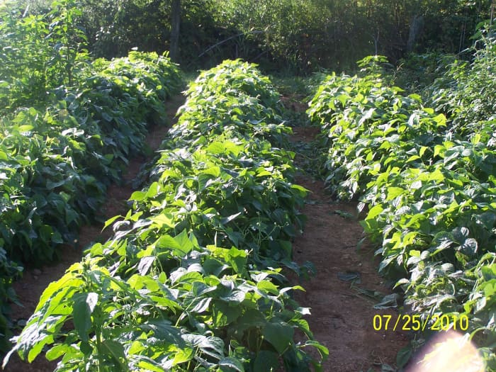 This is a three row section of my garden with bush beans, which as the name implies grow in a bush. We had a fair growing season with not quite enough rain, so these rows provided about 50 quarts of beans.