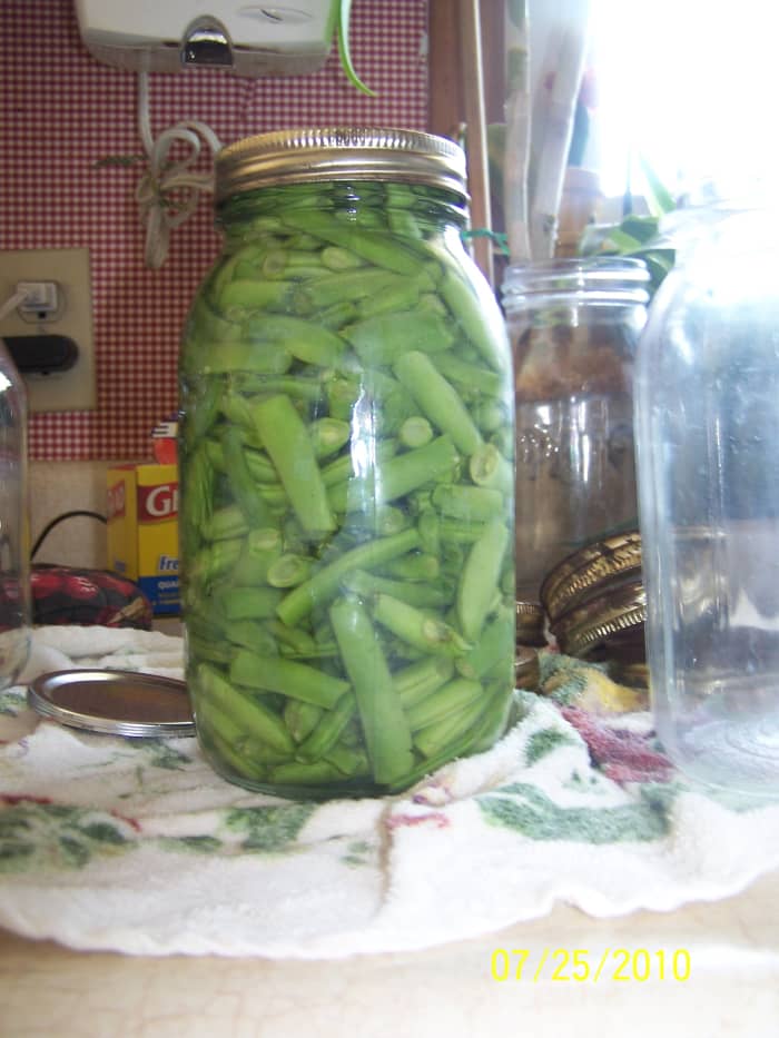 This is a picture of the beans before the pressure canning process begins. The color of the beans in the jar is a light green, which will change to a darker shade at the end of the process.