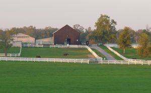 A local horse farm. William Shatner's Belle Reve Saddlebred is another farm near Nicholasville, in Versailles.
