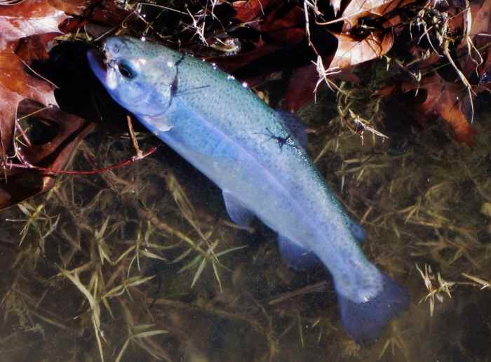 Quick Tips When Fishing with Nymphs For Trout HubPages