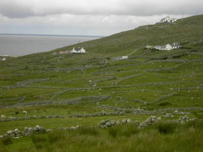 In the 1800s many Irish were tenants on poor rocky land where they relied on the potato crop to feed their families.