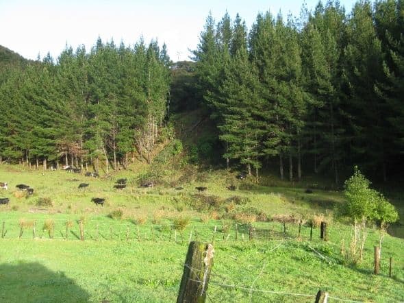 Cows grazing just after the electric storm, lucky they were not there in that spot when the Power Lines came down. Photo Credit - Elsie Hagley