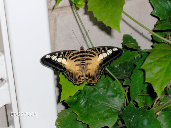 Clipper Butterfly: Parthenos sylvia. This is the more tiger colored variety of Clipper.