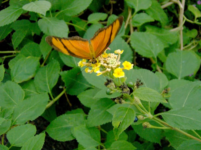 I believe this is an Orange Tiger Butterfly: Dryadula phaetusa, from El Salvador. If not it may be an Orange Julia: Dryas Julia, from Costa Rica.