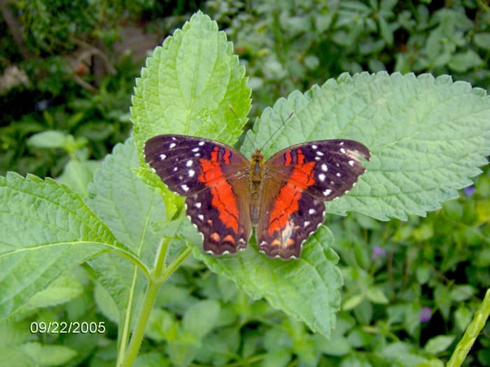 The Scarlet Peacock - Anartia Amathea. This is another time I was lucky enough to see one in person, it made my day!
