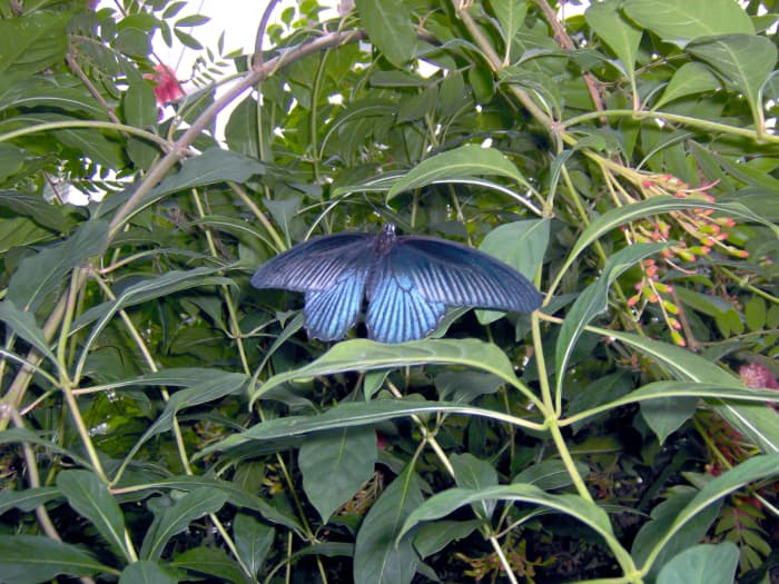 The Great Mormon Butterfly: Papillo memnon, from Southeast Asia (Need to double check this, and verify for sure.)